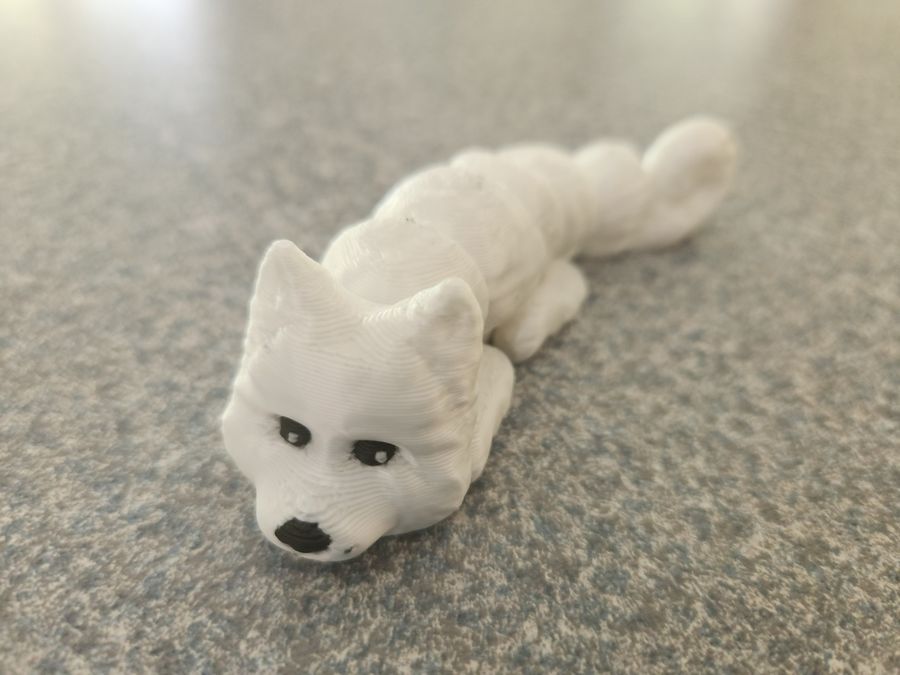 Lazy Japanese Spitz dog